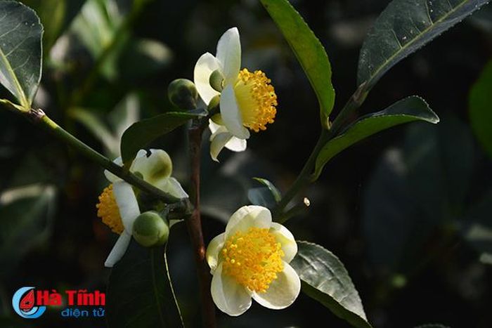 Khi nương chè bắt đầu lên hương thơm ngát cũng là lúc lứa thân chè cũ cần phải cắt bỏ