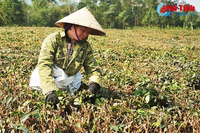 Cành sau khi bị đốn sẽ được thu lượm dùng làm phân xanh bón cho cây chè