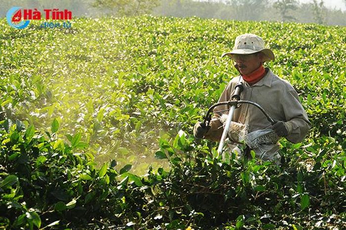 Việc đốn chè được thực hiện bằng máy cắt nên tiết kiệm được 2/3 thời gian và nhân công so với việc cắt bằng tay trước đây.