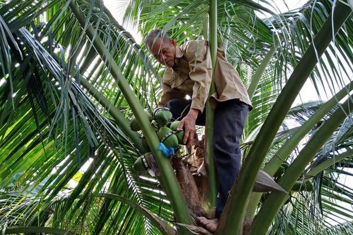 Ông Nguyễn Hoàng Phúc đang kiểm tra dừa hồ lô của mình. Ảnh: Kim Hà.