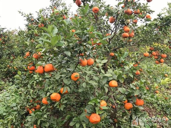 Quýt đỏ năm nay có mẫu mã đẹp nhưng chua, xốp. Ảnh: Minh Thái
