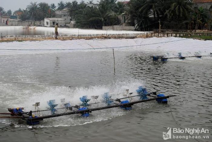 Người dân xã Quỳnh Bảng, huyện Quỳnh Lưu đẩy mạnh đầu tư chăn nuôi tôm, đạt hiệu quả kinh tế cao. Ảnh: Xuân Hoàng