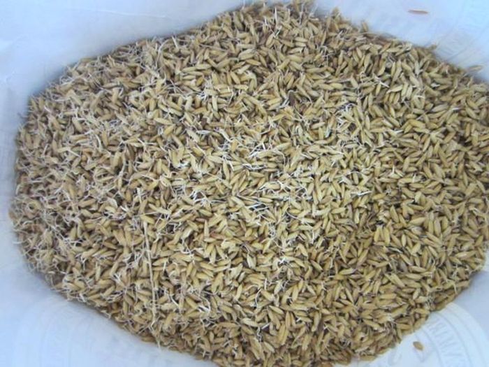 Ngâm thóc khoảng 4 ngày thì vớt ra ủ. Cho thóc vào bát to, dùng màng bọc thực phẩm bịt kín miệng. Dùng đũa chọc thủng 2 lỗ đối xứng trên màng bọc rồi đặt nơi kín gió. Ảnh minh họa: ANTD.