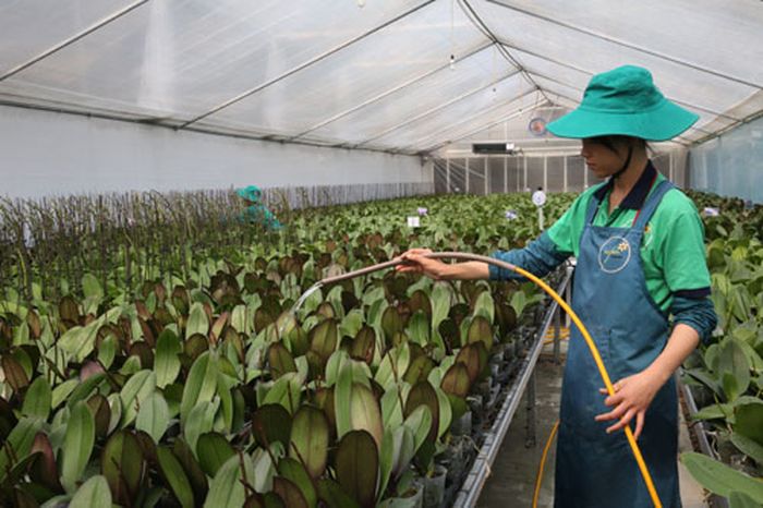  Ứng dụng công nghệ cao vào sản xuất nông nghiệp tại HTX Đan Hoài - Flora Việt Nam (huyện Đan Phượng). Ảnh: Bá Hoạt