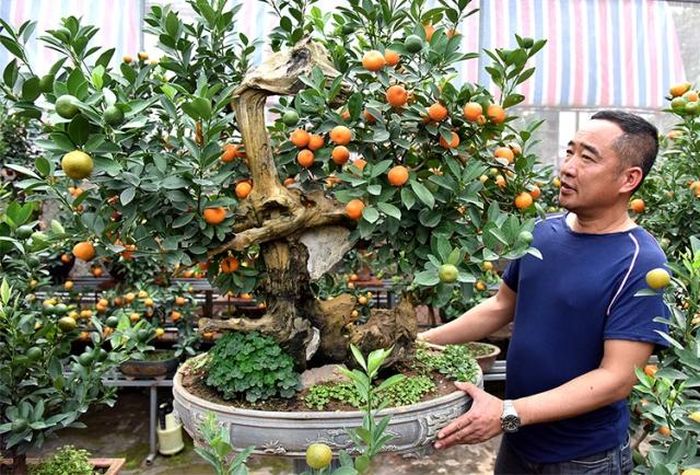 Nghệ nhân Nguyễn Xuân Lộc bên tác phẩm quất thế kết hợp gỗ lũa.