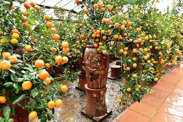 Những lọ quất cảnh đẹp mắt chuẩn bị cung cấp cho thị trường dịp Tết.