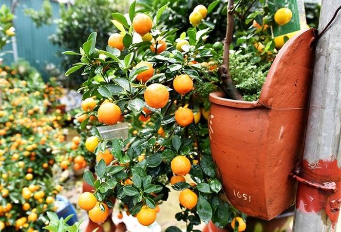 Lọ quất treo nhỏ nhắn nhưng lại được nhiều người ưa chuộng vì có dáng đẹp.