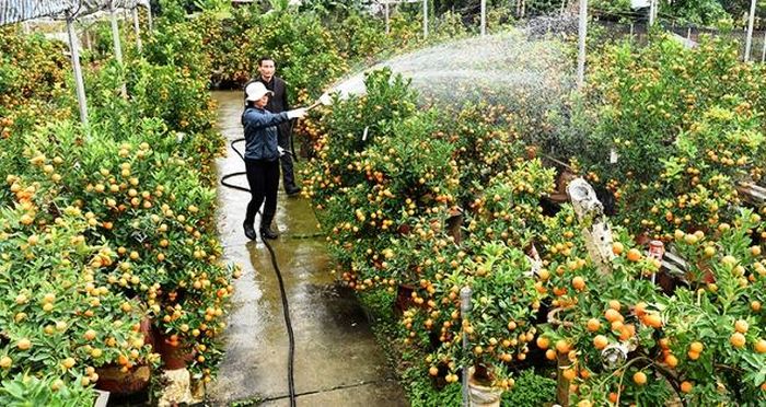 Từ trồng quất trên vườn, hiện nay phần lớn hộ dân đã chuyển đổi sang trồng quất lọ, mang lại hiệu quả kinh tế cao.