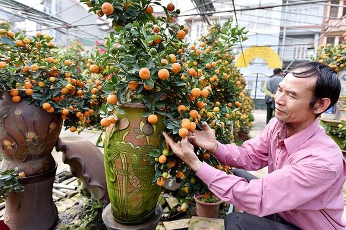 Nghệ nhân Bùi Thế Mạnh chăm sóc những tác phẩm quất thế.