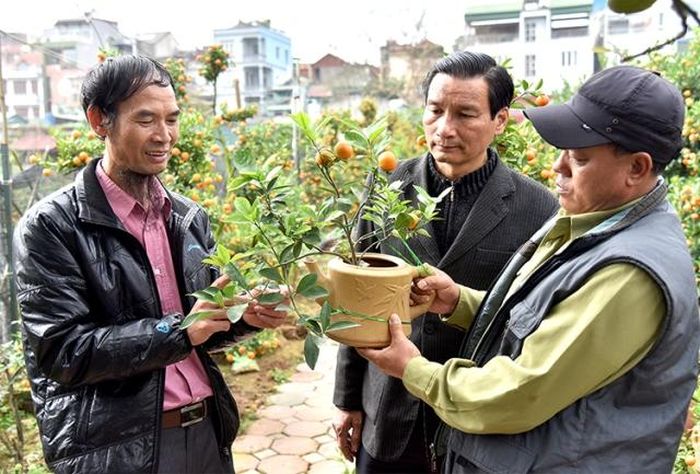 Để có được cây quất thế đẹp, người trồng phải uốn nắn từ khi mới chiết cành.