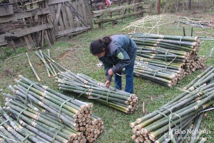 Bà con lấy giang về chọn những ống đạt tiêu chuẩn, cắt thành 2 ống một, bó chặt để chờ thương lái đến thu mua. Với chị Lầu Thị Nam còn trẻ khỏe nên mỗi ngày chị có thể lấy được 400 ống giang, thu về 400 nghìn đồng. Chị cho biết, từ nay đến Tết Nguyên Đán phấn đấu lấy ống giang để bán, kiếm 4 - 5 triệu đồng để trang trải mua sắm Tết. Ảnh: Quang An