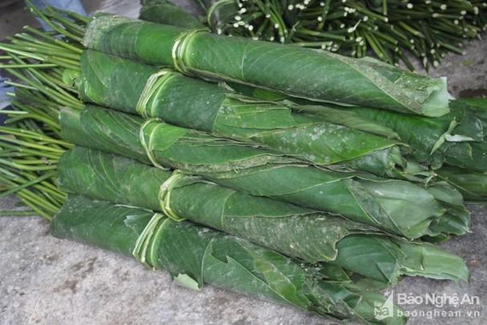 Lá dong được thương lái lựa chọn, mỗi bó 20 lá để vận chuyển về xuôi tiêu thụ. Dịp tết, lượng lá dong tiêu thụ mạnh nên bà con đồng bào vùng cao, đặc biệt là các bản tái định cư Thủy điện Hủa Na kéo nhau vào rừng hái lá dong để kiếm thêm thu nhập. Ảnh: Xuân Hoàng