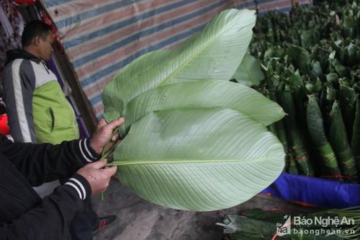 Lá dong ở Quế Phong to đẹp nên thương lái chọn mua nhiều. Ảnh: Quang An