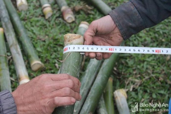 Những ống giang đạt tiêu chuẩn có số đo vòng tròn của ống từ 14 cm trở lên. Ảnh: Xuân Hoàng