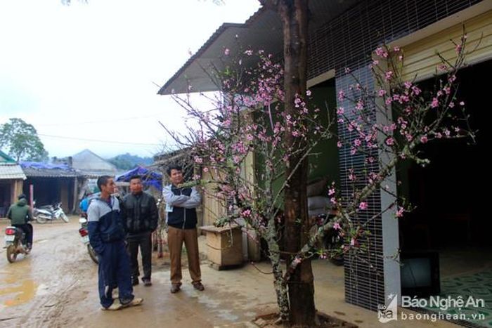 Cành đào này đang được người dân Tri Lễ - Quế Phong rao bán giá 5 triệu đồng. Ảnh: Quang An.