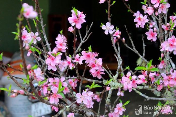 Nhiều cành đào bên đường đã nở rộ được bày bán nơi vùng biên xứ Nghệ. Ảnh; Quang An