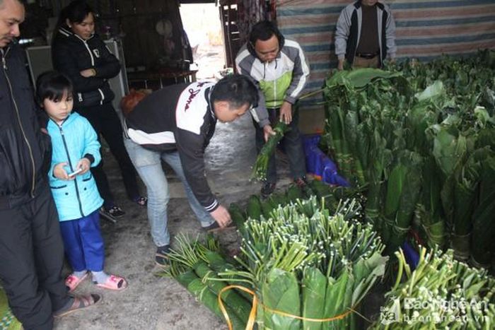 Đối với lá dong, bà con phải vào trong những khu rừng sâu mới có lá đẹp. Đây là một điểm thu mua lá dong tại bản Đồng Mới, xã Đồng Văn. Anh Dự, một thương lái từ Cửa Hội - Thị xã Cửa Lò cho biết, anh thu mua lá dong cho bà con với giá 200 đồng/lá, nhưng yêu cầu lá dong phải to đẹp, không được rách. Ảnh: Quang An