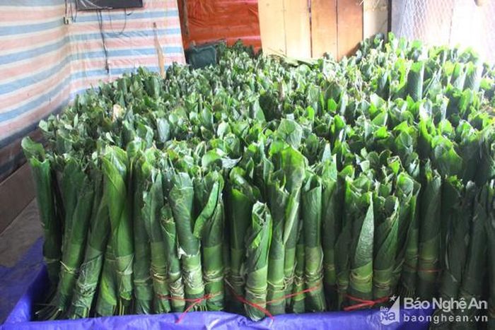Không có con số thống kê về lượng lá dong và ống giang do bà con thu hái từ rừng về bán vào dịp gần Tết, nhưng có thể nói, đây là sản phẩm đã giúp hàng nghìn hộ nghèo ở huyện Quế Phong kiếm thêm thu nhập để trang trải cuộc sống. Trong ảnh: Thương lái thu gom lá dong tại xã Đồng Văn để vận chuyển về xuôi tiêu thụ. Ảnh: Quang An