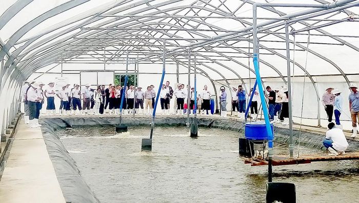 Nuôi tôm thẻ công nghệ cao của Tập đoàn Neovia (Pháp) tại xã Phước Kiển (huyện Nhà Bè). Ảnh: PHIÊU NHIÊN