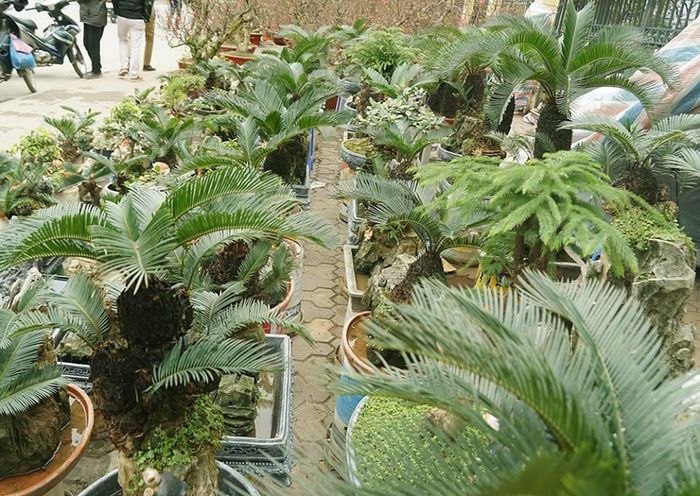 Với nhu cầu mua sắm cây cảnh chơi Tết ngày càng cao của khách hàng thì những chậu cây vạn tuế bonsai là sự lựa chọn hợp lí cho những nhà muốn tạo nét tươi mới cho ngôi nhà của mình dịp Tết.