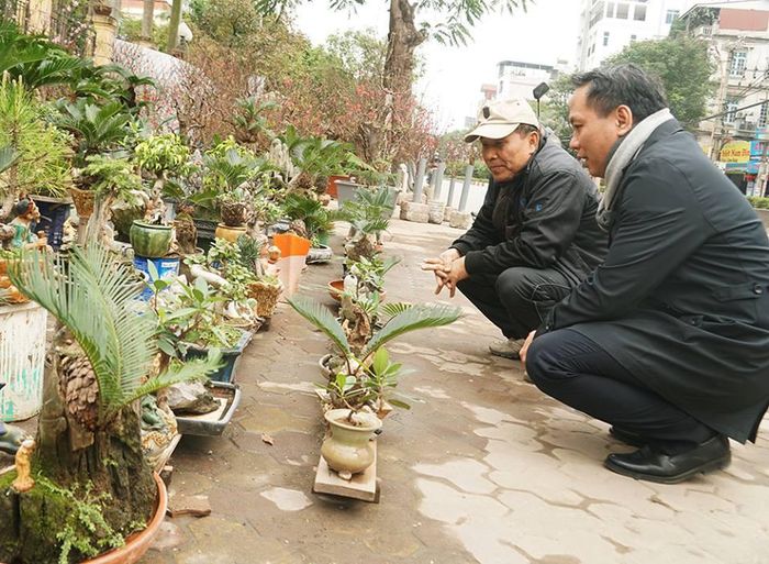 Anh Đỗ Đức Toàn (Tây Hồ, Hà Nội), chủ nhà vườn cho biết “ Anh không trồng đào như mọi nhà ở Nhật Tân vì theo anh trồng đào dễ gặp rủi ro thời tiết, và một phần vì anh thích cây vạn tuế tượng trưng cho sự sống mạnh mẽ trong bất cứ hoàn cảnh nào”.