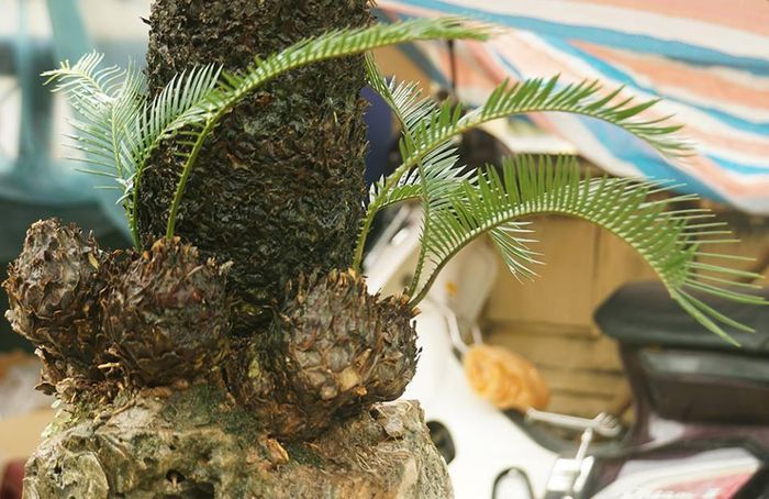 Những gốc vạn tuế nhỏ nằm cạnh gốc vạn tuế to cho thấy sự mạnh mẽ và sung túc của loài cây này.