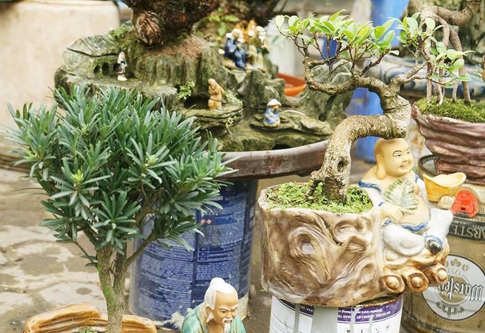 Không chỉ có vạn tuế, anh Toàn còn trồng một số loại cây cảnh khác như thông, cây xanh, tạo thế bắt mắt.