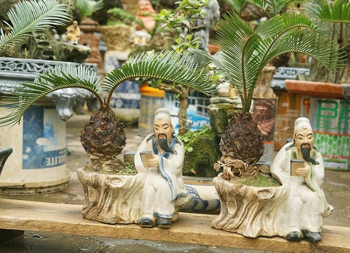 Với hình dáng uy nghi và trang trọng của cây mang lại, khiến loại cây này mang ý nghĩa cho sự bền vững, hưng thịnh và trường tồn mãi với thời gian nhờ sức sống mãnh liệt mặc mọi thời tiết.