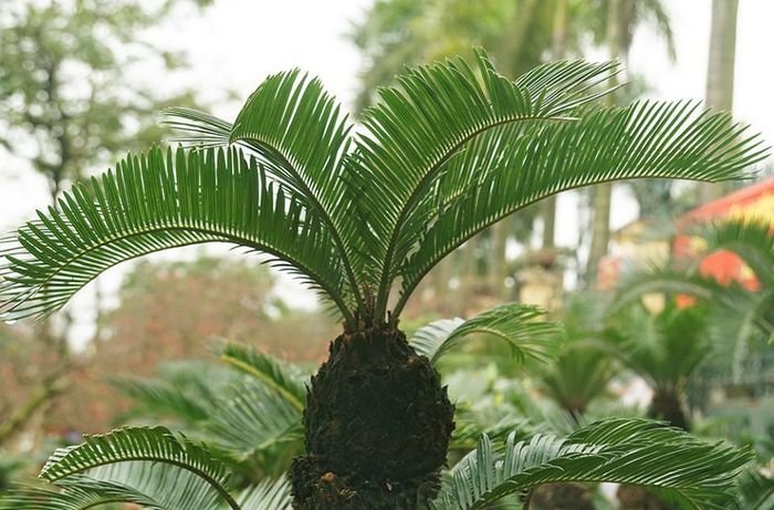 “Cần phải mất khoảng thời gian từ 5 đến 10 năm mới tạo ra được một cây vạn tuế bonsai và cũng trong khoảng thời gian đó, anh phải uốn nắn để tạo được hình dáng đẹp, lạ mắt cho cây rồi tung ra thị trường”, anh Toàn chia sẻ.