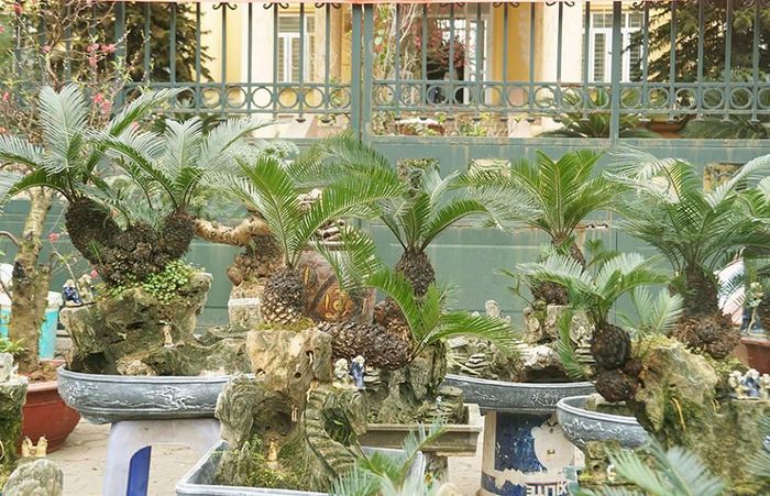 Vạn tuế bonsai được anh Toàn bán với giá từ 1 đến 10 triệu đồng.