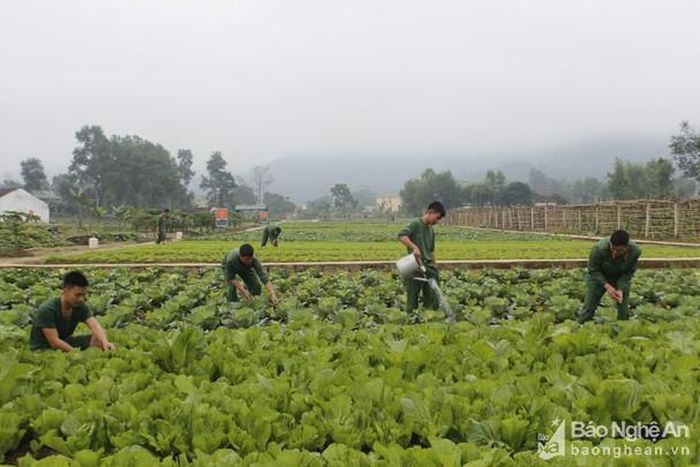 Với phương châm "thực túc binh cường", tất cả đơn vị đều tự chủ được nguồn rau xanh an toàn. Ảnh: Lê Tường Hiếu