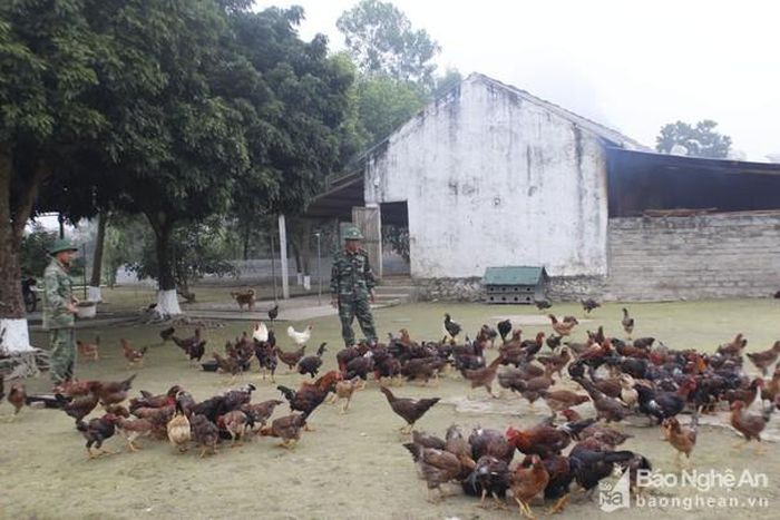 Nhờ tăng gia, sản xuất giỏi các đơn vị đã tăng khẩu phần thực phẩm trong dịp Tết. Để chuẩn bị cho Tết Mậu Tuất 2018, toàn Đoàn đã nuôi được 3.000 con gà thịt, hàng trăm con lợn. Ảnh: Lê Tường Hiếu
