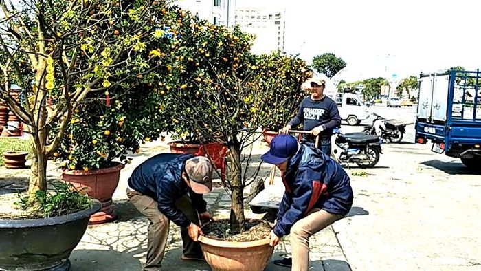 Một chậu mai vừa được bán.