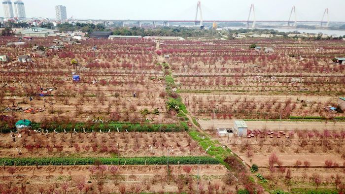 Một góc cánh đồng trồng đào Nhật Tân, quận Tây Hồ.
