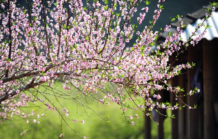 Vẻ đẹp của hoa đào rừng bên các ngôi nhà ven đường.