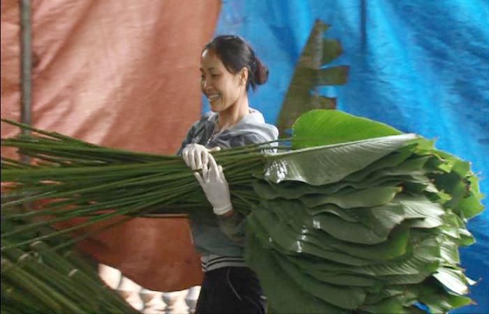  Tết đối với chị Nguyễn Thị Hà thêm phần no ấm vì lá dong năm nay bán được giá cao. 