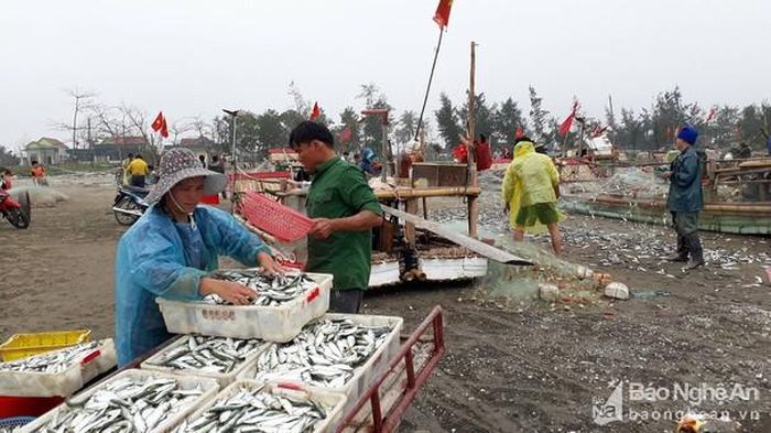 Ngư dân xã Diễn Kim (Diễn Châu) bán sỷ cá trích tại bãi biển. Ảnh: Mai Giang