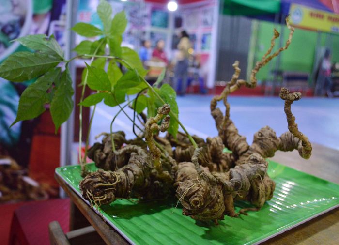 Củ sâm nặng gần 1,1kg tại phiên chợ