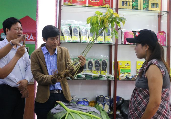 Củ sâm có giá bán khoảng 400 triệu đồng