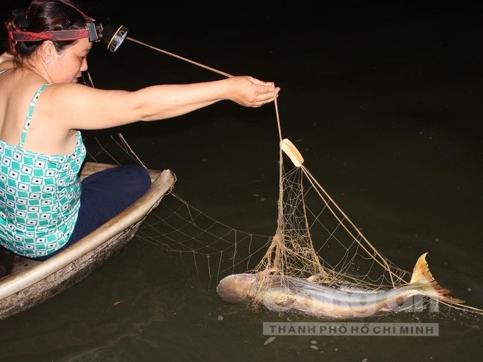 Con cá bông lau nặng hơn 6kg mắc lưới của ngư dân