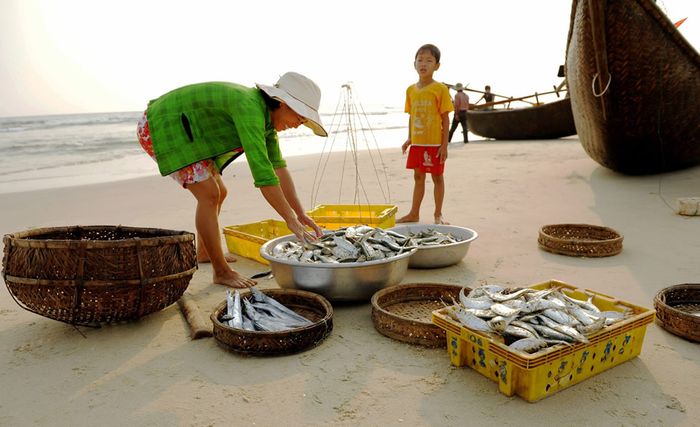 Thương lái đến lựa cá trích để thu mua.