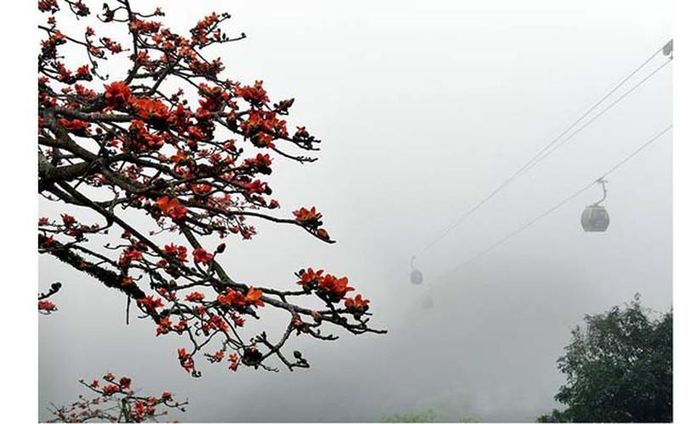 Những bông gạo đỏ chói như làm đất trời bừng sáng trong chuỗi ngày mờ sương
