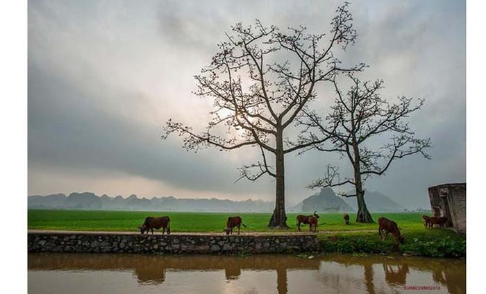 Mùa hoa gạo đã đi qua nhưng luôn đọng lại trong tâm trí mỗi người nhiều kỷ niệm êm đềm