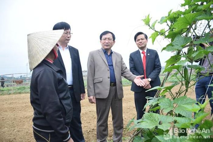 Đồng chí Đinh Viết Hồng - Phó Chủ tịch UBND tỉnh, Phó Ban chỉ đạo các chương trình MTQG tỉnh tham quan mô hình sản xuất rau an toàn tại xã Vân Diên, huyện Nam Đàn. Ảnh: Xuân Hoàng
