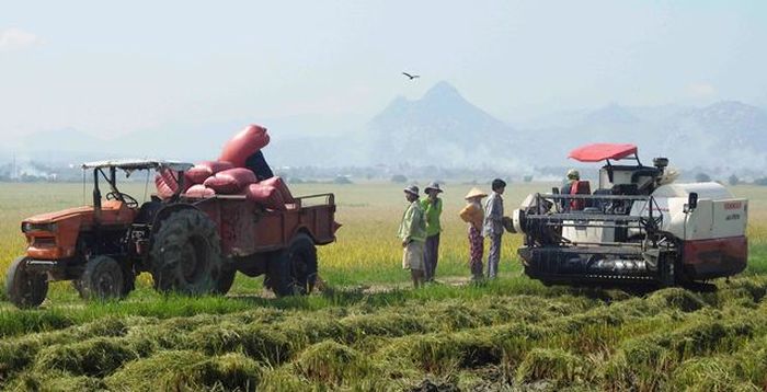 Cánh đồng lớn ở xã Phước Thuận cho năng suất cao, nên nhiều nông dân tìm đến học tập kinh nghiệm để nhân rộng diện tích trong vụ hè thu sắp tới.