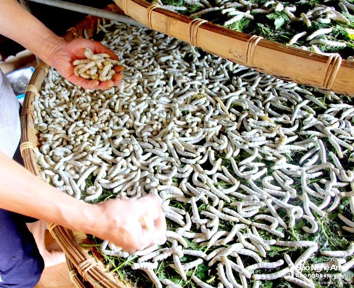 Năm nay, theo phản ánh của bà con, tằm đẹp, tỷ lệ chết rất ít, cho chất lượng kén cao. Nuôi tằm ở Diễn Kim đang cho thu nhập bình quân 3 triệu đồng/tháng/hộ. Ảnh: Quang An