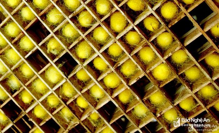 Những nong kén kiểu xoay cũng giúp người dân dễ dàng gỡ kén ra để dệt. Ảnh: Trân Châu