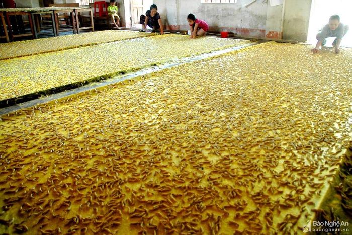 Đây là tằm được thả trên khuôn đang tự nhả tơ đan chăn, thảm; cách làm này giúp người làm nghề tằm tơ ở Diễn Kim có thu nhập cao hơn sản xuất tơ theo cách thông thường. Ảnh: Trần Cảnh Yên
