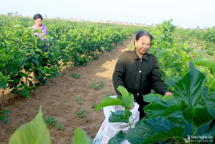 Ông Phạm Xuân Bang - Chủ tịch UBND xã Diễn Kim cho biết: Toàn xã có khoảng 120 hộ dân làm nghề trồng dâu nuôi tằm. Với kỹ thuật trồng dâu nuôi tằm được hỗ trợ từ JICA, nông dân yên tâm làm nghề. Địa phương đang khuyến khích bà con bám nghề, vừa để giải quyết việc làm, vừa lưu giữ nét truyền thống lâu đời của cha ông. Ảnh: Quang An
