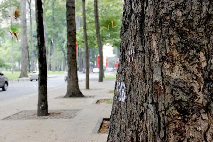 Khu vực trồng nhiều loại cây này là Công viên Tao Đàn, đường Trần Quốc Thảo, Tô Hiến Thành, Trương Định, Huyền Trân Công Chúa, khu Hồ Con Rùa, Mạc Đĩnh Chi, Võ Thị Sáu,... Những thân cây cổ thụ, ôm một vòng tay không xuể và thẳng đuột trên nền trời xanh ấy đã có mặt ở Sài Gòn từ rất lâu. Như một sự ưu ái đặc biệt nào đó, Sài Gòn lại trồng những cây thuộc họ dầu quanh những nẻo đường trung tâm. Dầu có trên ngàn cây, khắp thành phố đâu đâu cũng thấy.